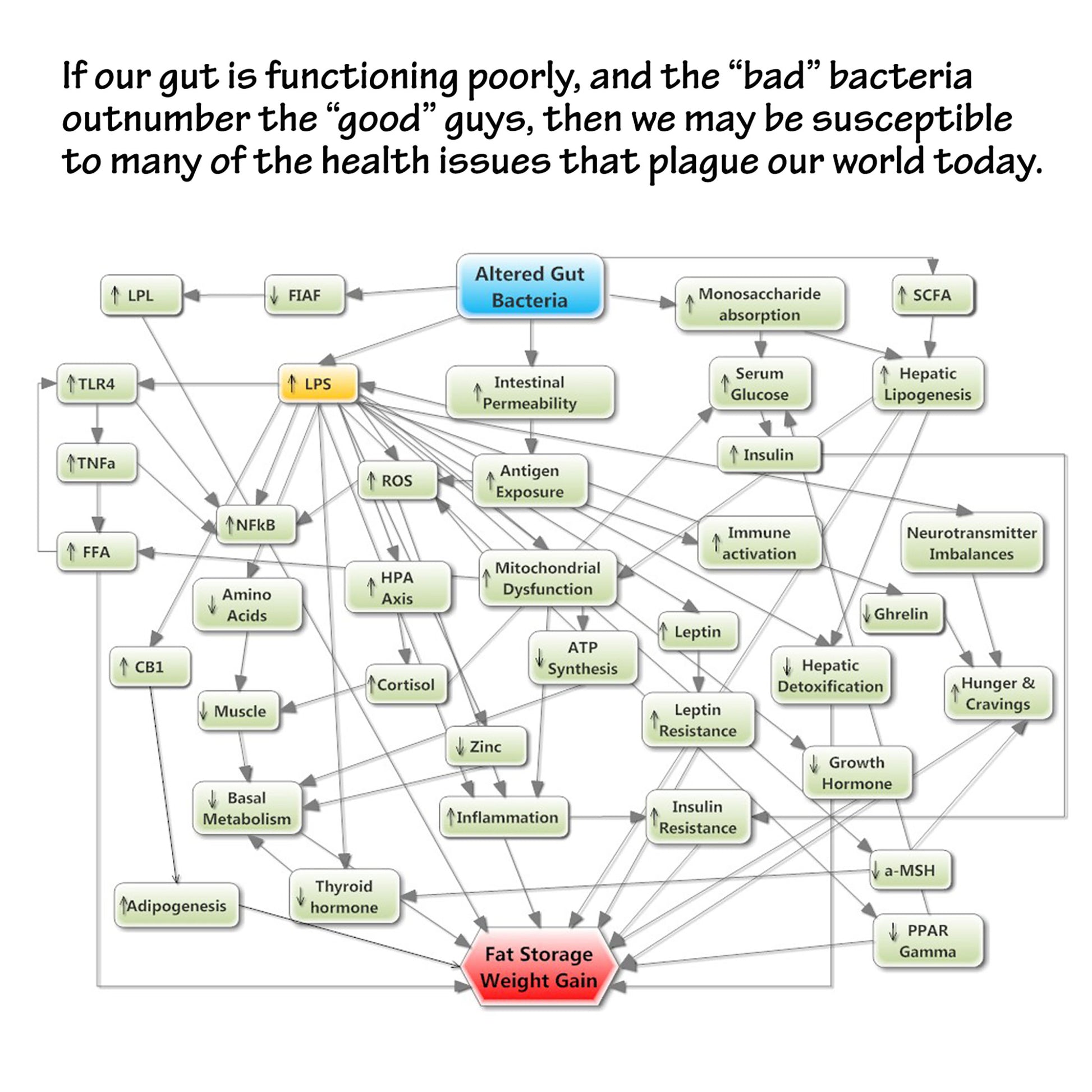 Probiotics Supplement